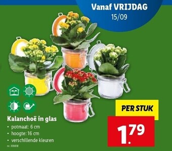Lidl Kalanchoë in glas aanbieding