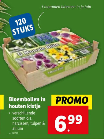 Lidl Bloembollen in houten kistje aanbieding