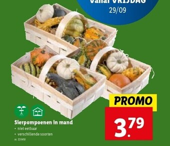 Lidl Sierpompoenen in mand aanbieding