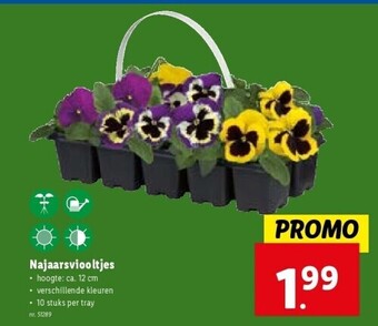 Lidl Najaarsviooltjes aanbieding