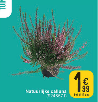 Natuurlijke calluna
