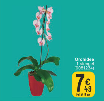 Cora Orchidee aanbieding