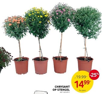 Brico Chrysant op stengel aanbieding