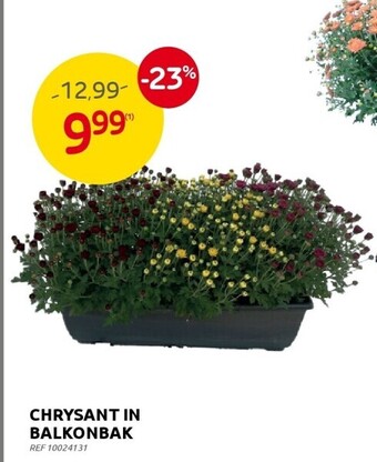 Chrysant in balkonbak