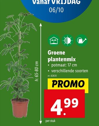 Lidl Groene plantenmix potmaat: 17 cm aanbieding