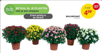 BOLCHRYSANT
