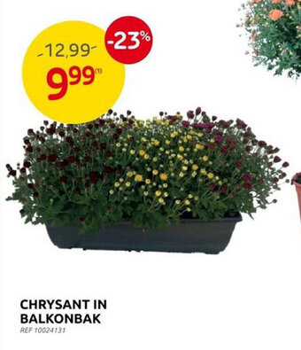 CHRYSANT IN BALKONBAK