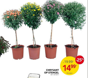 CHRYSANT OP STENGEL