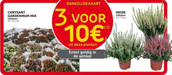 CHRYSANT GARDENMUM MIX EN HEIDE