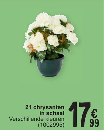 Cora 21 chrysanten in schaal aanbieding