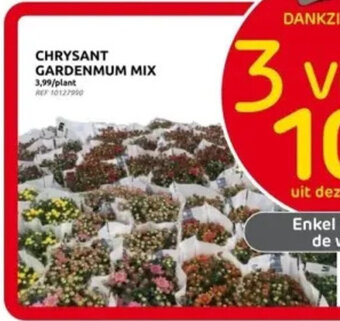 Brico CHRYSANT GARDENMUM MIX aanbieding