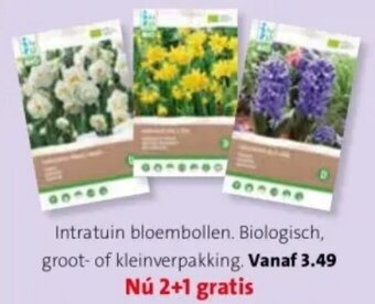 Intratuin bloembollen. Biologisch, groot- of kleinverpakking