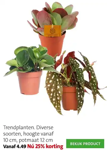 Intratuin Trendplanten. Diverse soorten aanbieding
