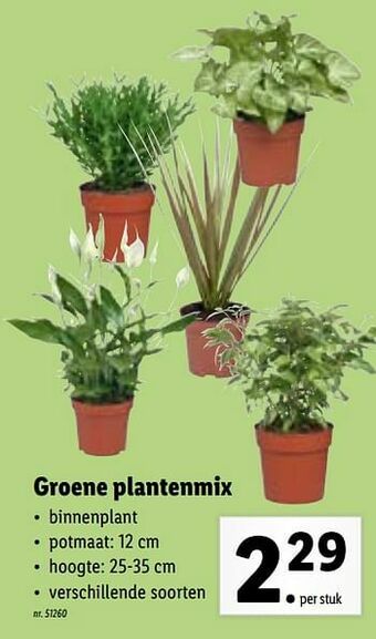Lidl Groene plantenmix aanbieding