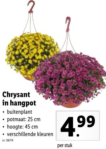Lidl Chrysant in hangpot aanbieding