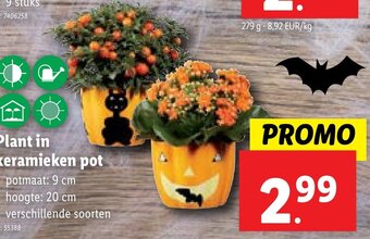 Lidl Plant in keramieken pot aanbieding
