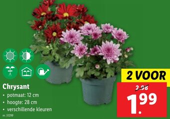 Lidl Chrysant potmaat: 12 cm hoogte: 28 cm aanbieding