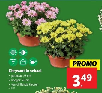 Lidl Chrysant in schaal aanbieding