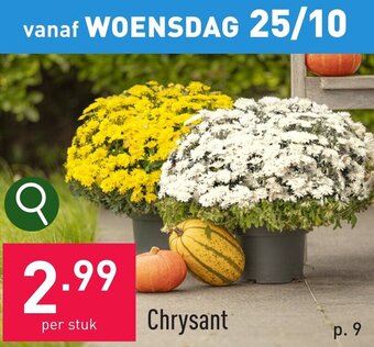 ALDI Chrysant aanbieding