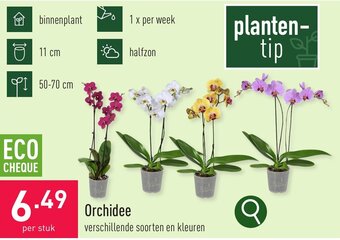 ALDI Orchidee aanbieding