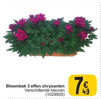 Cora Bloembak 3 effen chrysanten aanbieding