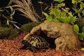 Exo terra schildpadden grot - terrarium decoratie - 40 x 30 x 20 cm