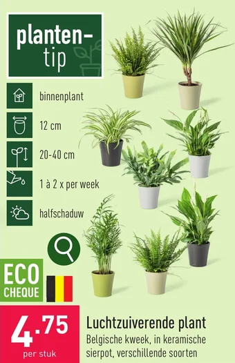 ALDI Luchtzuiverende plant aanbieding