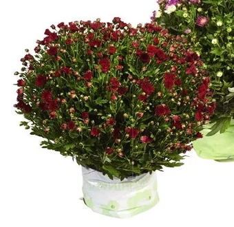 Colruyt Chrysanten klein Rood aanbieding