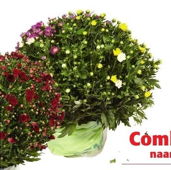 Colruyt Chrysanten klein Tricolor aanbieding