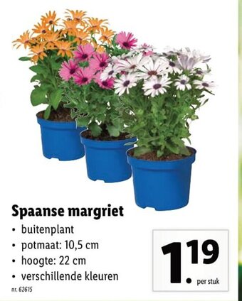 Spaanse margriet