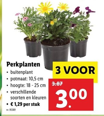 Perkplanten