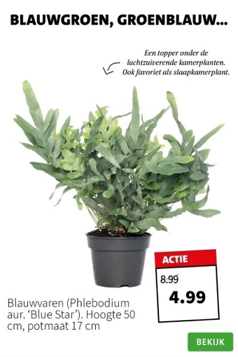 Intratuin Blauwvaren Phlebodium aur Blue Star aanbieding