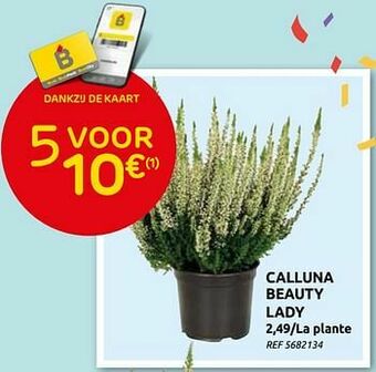 Brico Calluna beauty lady aanbieding