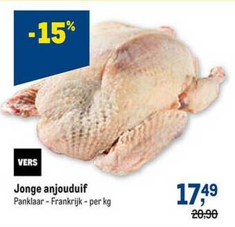 Jonge Anjouduif