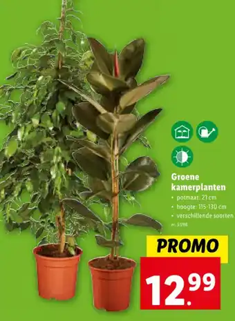 Lidl Groene kamerplanten aanbieding