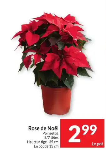 Intermarché Rose de Noël aanbieding