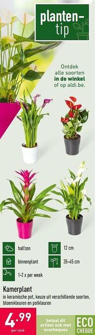 ALDI Kamerplant aanbieding