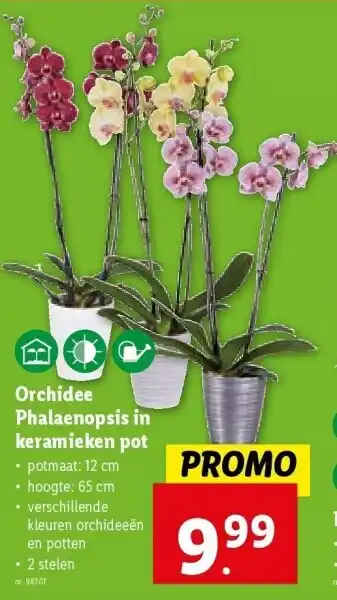 Lidl Orchidee phalaenopsis in keramieken pot aanbieding
