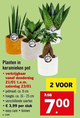 Lidl Planten in keramieken pot aanbieding