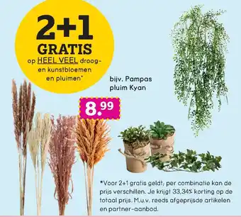 Pampas pluim Kyan 2+1