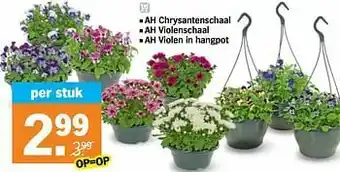 Albert Heijn Ah chrysantenschaal violenschaal violen in hangpot aanbieding