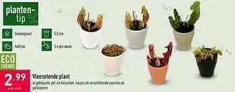 ALDI Vleesetende plant aanbieding