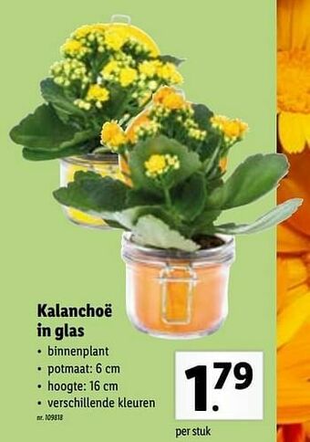 Lidl Kalanchoë in glas aanbieding