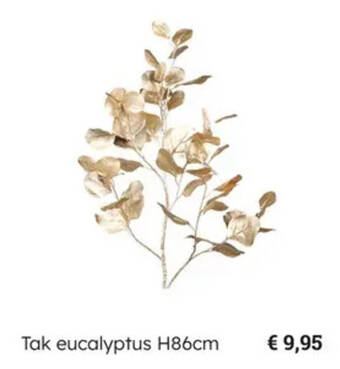 Multi bazar Tak eucalyptus H86cm aanbieding