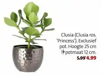Clusia clusia ros princess