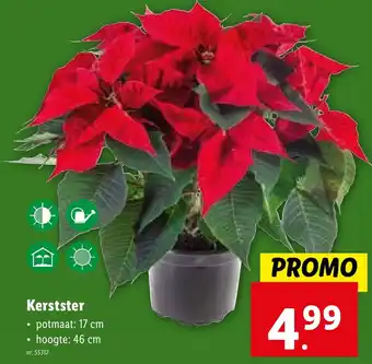 Lidl Kerstster potmaat 17 cm H46cm aanbieding