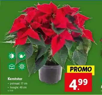 Lidl Kerstster aanbieding