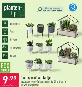 ALDI Cactusjes of vetplantjes aanbieding