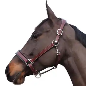 Decathlon Halster voor paarden flags&cup comfort aanbieding