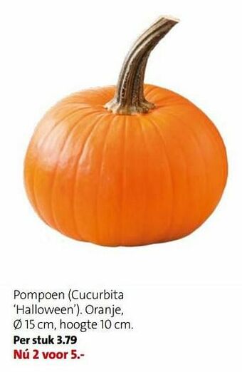 Pompoen cucurbita halloween